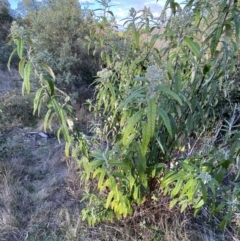 Olearia lirata (Snowy Daisybush) at Tidbinbilla Nature Reserve - 26 Aug 2023 by RAllen