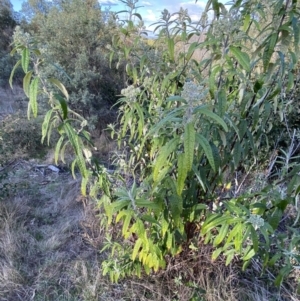 Olearia lirata at Paddys River, ACT - 26 Aug 2023