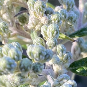 Olearia lirata at Paddys River, ACT - 26 Aug 2023