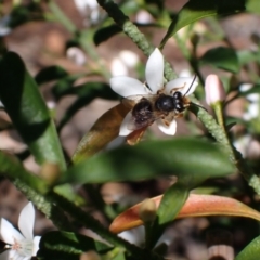 Trichocolletes sp. (genus) (Spring Bee) at Springwood, NSW - 21 Aug 2023 by SapphFire