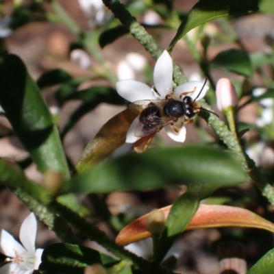 Trichocolletes sp. (genus) (Spring Bee) at Springwood, NSW - 21 Aug 2023 by SapphFire