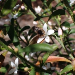 Trichocolletes sp. (genus) at Springwood, NSW - suppressed