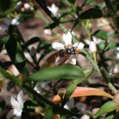 Trichocolletes sp. (genus) at Springwood, NSW - 21 Aug 2023