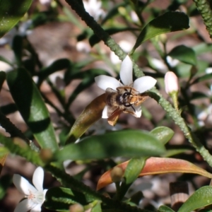 Trichocolletes sp. (genus) at Springwood, NSW - suppressed