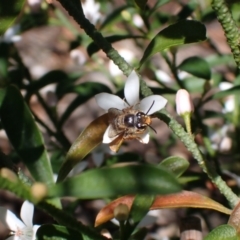 Trichocolletes sp. (genus) at Springwood, NSW - 21 Aug 2023