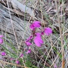 Tetratheca bauerifolia at Gundaroo, NSW - 24 Aug 2023