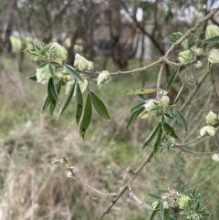 Chamaecytisus palmensis (Tagasaste, Tree Lucerne) at Dalton, NSW - 27 Aug 2023 by JaneR