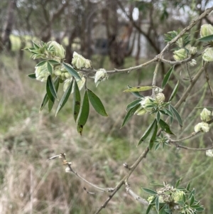 Chamaecytisus palmensis at Dalton, NSW - 27 Aug 2023 02:52 PM