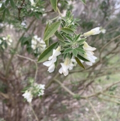 Chamaecytisus palmensis at Dalton, NSW - 27 Aug 2023 02:52 PM