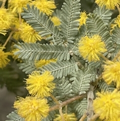Acacia baileyana (Cootamundra Wattle, Golden Mimosa) at Dalton, NSW - 27 Aug 2023 by JaneR