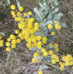 Acacia baileyana at Dalton, NSW - 27 Aug 2023 03:03 PM