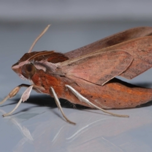 Hippotion rosetta at Wellington Point, QLD - suppressed