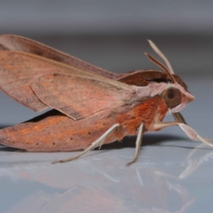 Hippotion rosetta at Wellington Point, QLD - suppressed