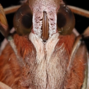 Hippotion rosetta at Wellington Point, QLD - 26 Aug 2023