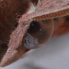 Hippotion rosetta at Wellington Point, QLD - suppressed