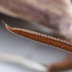 Hippotion rosetta at Wellington Point, QLD - 26 Aug 2023