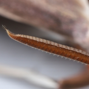 Hippotion rosetta at Wellington Point, QLD - 26 Aug 2023