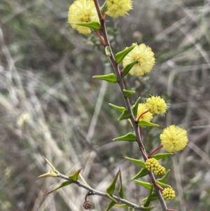 Acacia gunnii at Dalton, NSW - 27 Aug 2023 03:34 PM