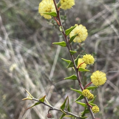 Acacia gunnii (Ploughshare Wattle) at Dalton, NSW - 27 Aug 2023 by JaneR