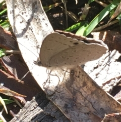 Erina hyacinthina at Borough, NSW - 27 Aug 2023 10:29 AM