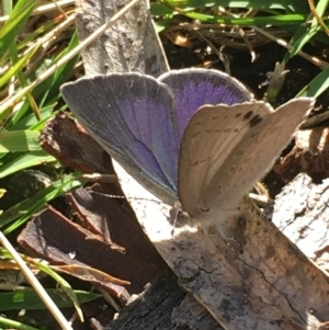 Erina hyacinthina at Borough, NSW - 27 Aug 2023 10:29 AM