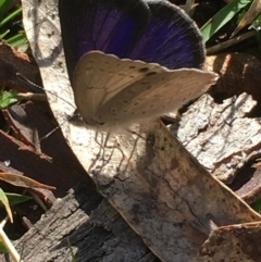 Erina hyacinthina at Borough, NSW - 27 Aug 2023 10:29 AM