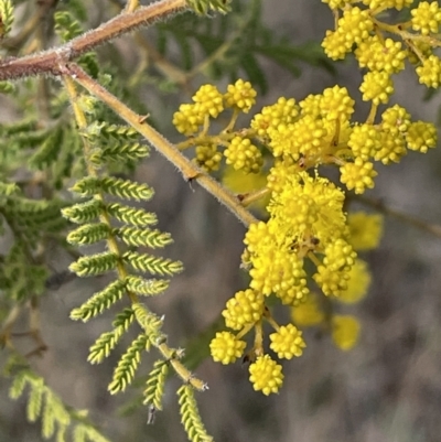 Acacia cardiophylla (Wyalong Wattle) at Dalton, NSW - 27 Aug 2023 by JaneR