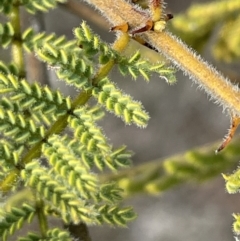 Acacia cardiophylla at Dalton, NSW - 27 Aug 2023