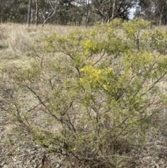 Acacia cardiophylla at Dalton, NSW - 27 Aug 2023 02:19 PM