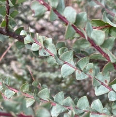 Acacia pravissima (Wedge-leaved Wattle, Ovens Wattle) at Dalton, NSW - 27 Aug 2023 by JaneR