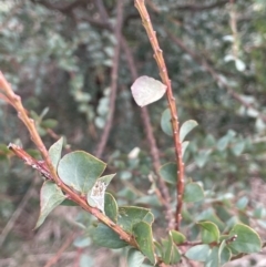 Acacia pravissima at Dalton, NSW - 27 Aug 2023