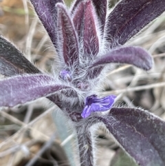 Ajuga australis (Austral Bugle) at Dalton, NSW - 27 Aug 2023 by JaneR