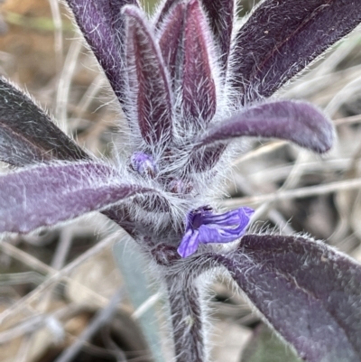 Ajuga australis (Austral Bugle) at Dalton, NSW - 27 Aug 2023 by JaneR