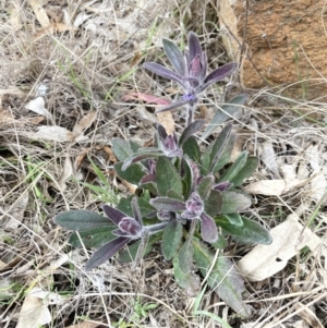 Ajuga australis at Dalton, NSW - 27 Aug 2023 02:06 PM