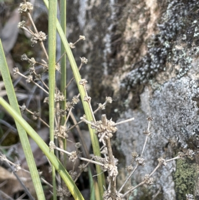 Lomandra multiflora (Many-flowered Matrush) at Dalton, NSW - 27 Aug 2023 by JaneR