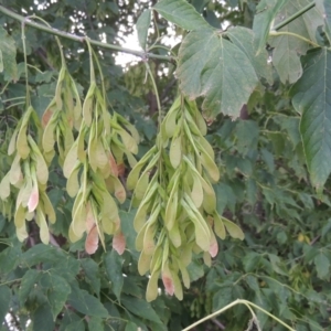 Acer negundo at Tuggeranong, ACT - 25 Feb 2023 06:38 PM