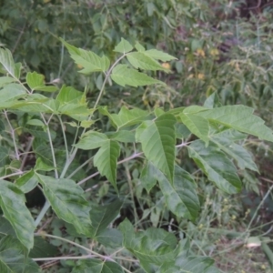 Acer negundo at Tuggeranong, ACT - 25 Feb 2023