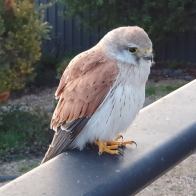 Falco cenchroides (Nankeen Kestrel) at Dunlop, ACT - 26 Aug 2023 by johnpugh