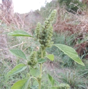 Amaranthus powellii at Tuggeranong, ACT - 25 Feb 2023