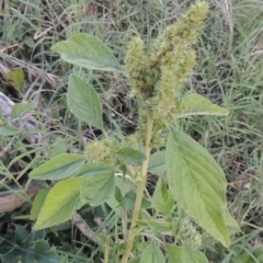 Amaranthus powellii at Tuggeranong, ACT - 25 Feb 2023 06:42 PM