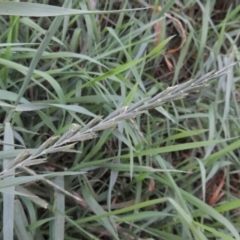 Lolium perenne (Perennial Ryegrass) at Bullen Range - 25 Feb 2023 by michaelb