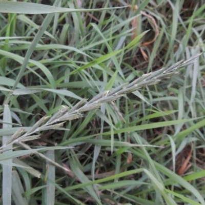 Lolium perenne (Perennial Ryegrass) at Tuggeranong, ACT - 25 Feb 2023 by michaelb