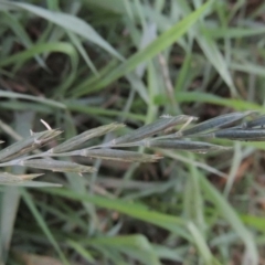 Lolium perenne at Tuggeranong, ACT - 25 Feb 2023 06:50 PM