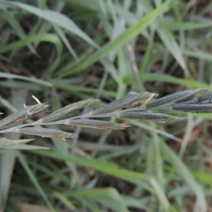 Lolium perenne at Tuggeranong, ACT - 25 Feb 2023