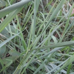 Lolium perenne at Tuggeranong, ACT - 25 Feb 2023 06:50 PM