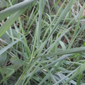 Lolium perenne at Tuggeranong, ACT - 25 Feb 2023 06:50 PM