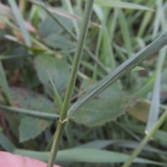 Lolium perenne at Tuggeranong, ACT - 25 Feb 2023 06:50 PM