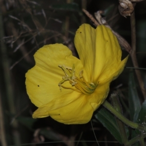 Oenothera stricta subsp. stricta at Tuggeranong, ACT - 25 Feb 2023