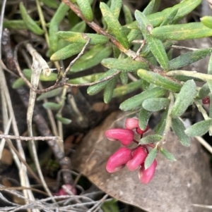 Grevillea lanigera at Dalton, NSW - 27 Aug 2023 03:42 PM