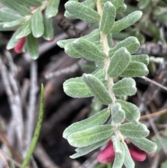 Grevillea lanigera at Dalton, NSW - 27 Aug 2023 03:42 PM